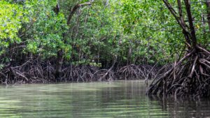The picture shows the mangroves in the water