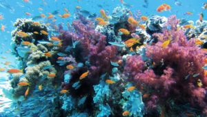 A coral reef with colourful fish and plants